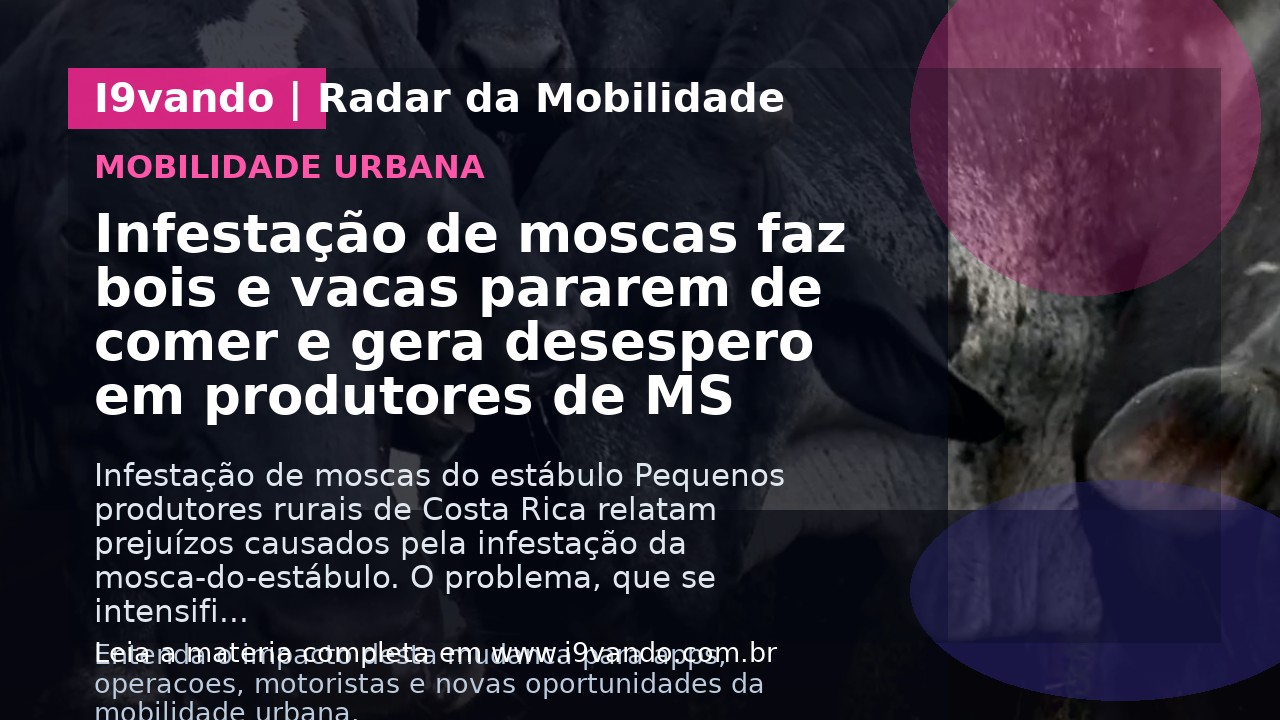 Infestação de moscas faz bois e vacas pararem de comer e gera desespero em produtores de MS
