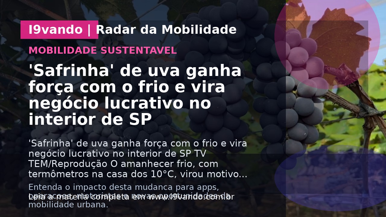 'Safrinha' de uva ganha força com o frio e vira negócio lucrativo no interior de SP
