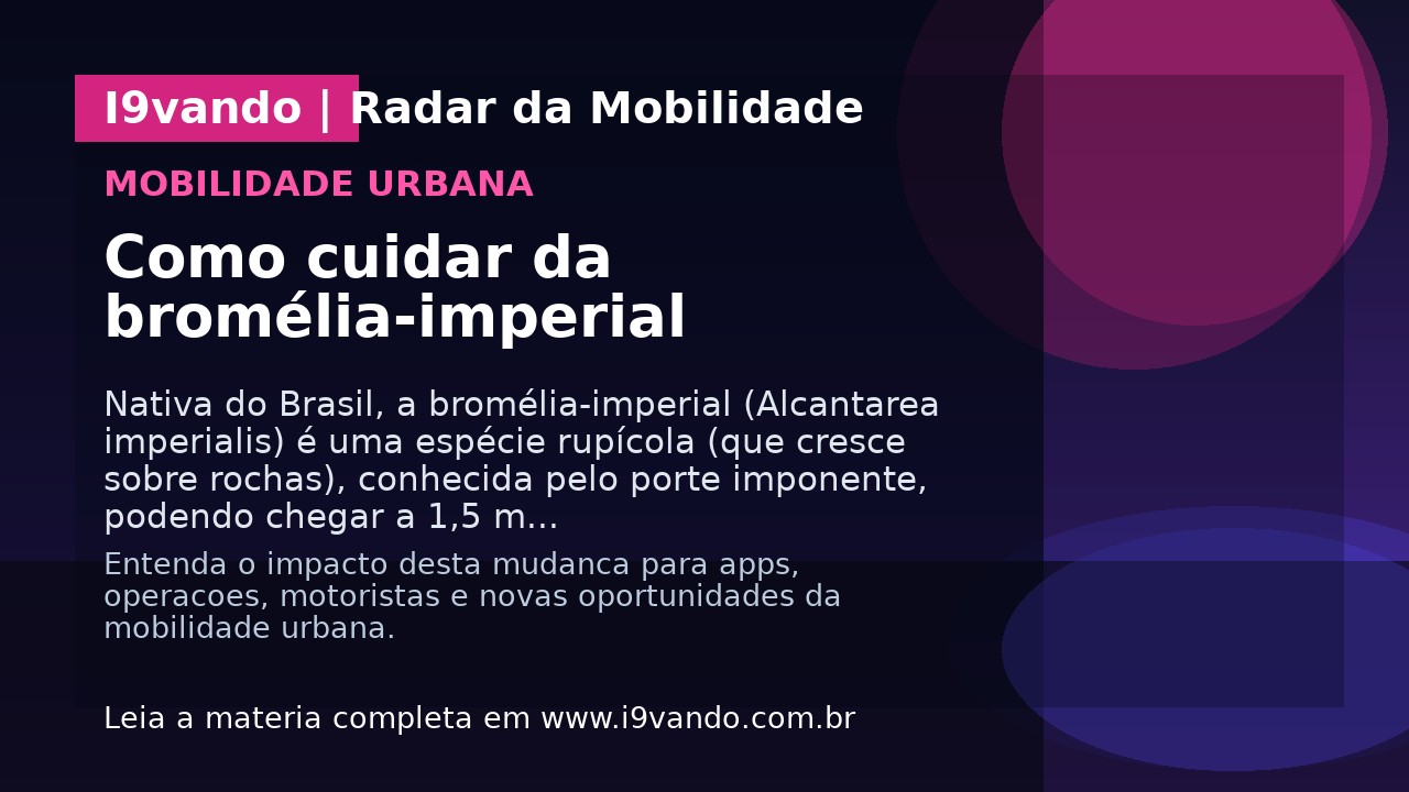 Como cuidar da bromélia-imperial